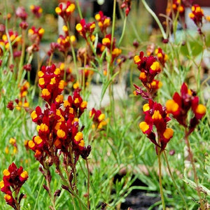 Linaria Flamenco Reticulata Flower Seeds