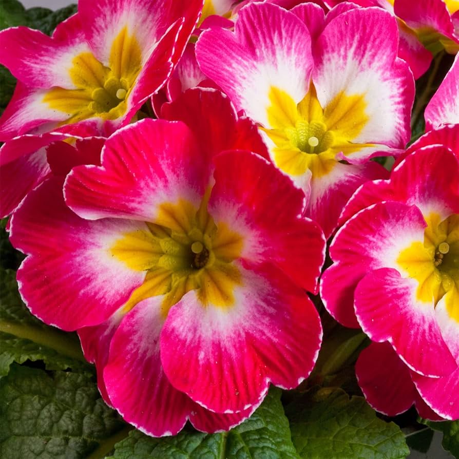 Mini Europe Primrose Flower Seeds for bright, small garden blooms