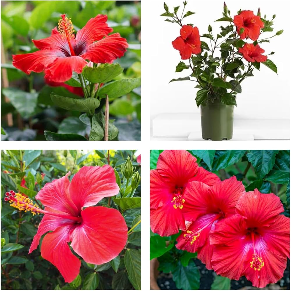 Hibiscus Hibiscus spp. for planting in tropical garden