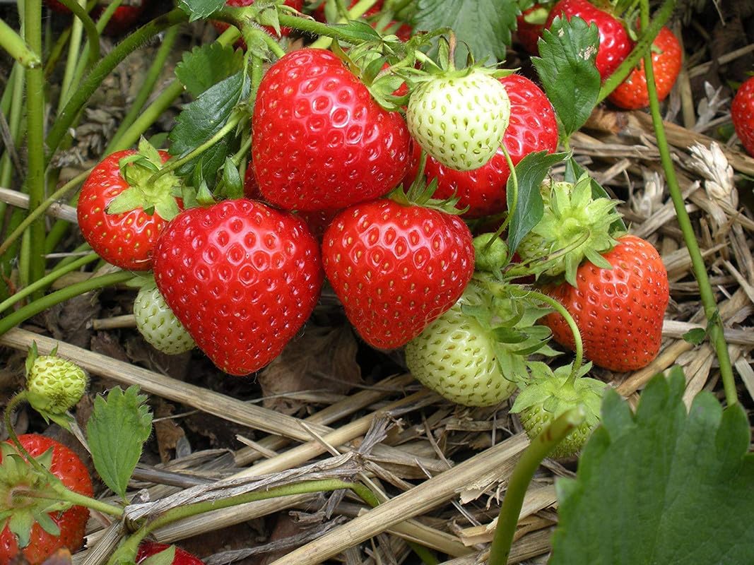 Bio-ALPINE Erdbeeresamen Fragaria Vesca seeds for strawberries