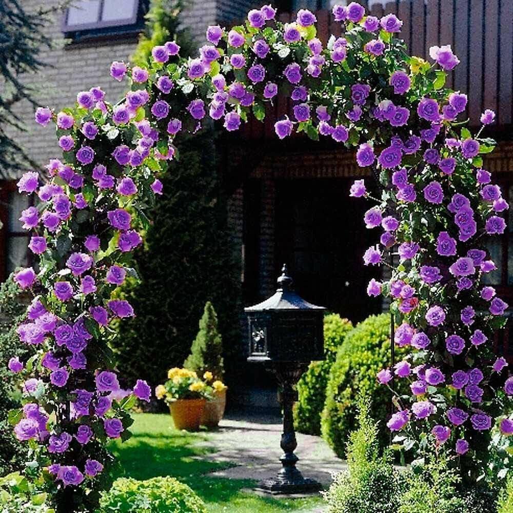 Purple Climbing Rose Seeds For Planting Flower