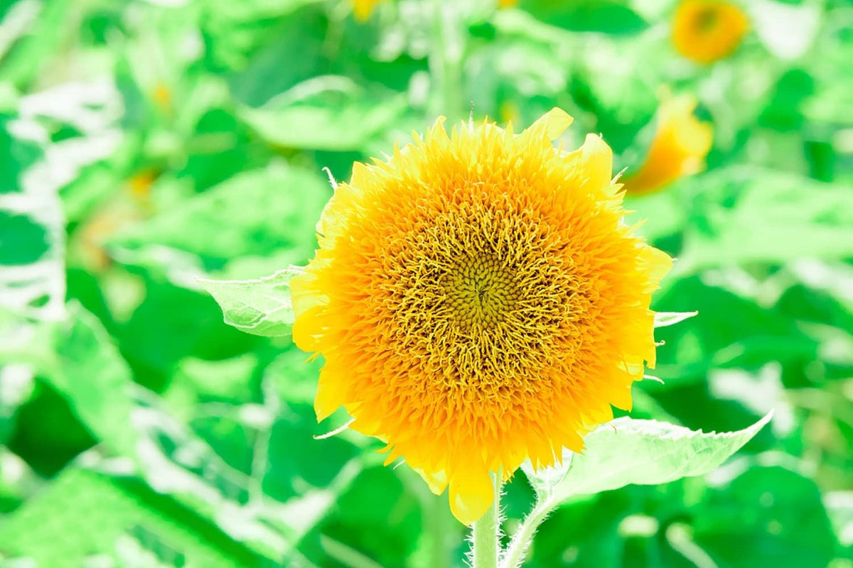 Helianthus Salicifolius Flower seeds for Planting - Cut Flower Favorite, Heirloom & GMO Free Seeds for Home Garden
 
 Sale seeds for planting in home garden