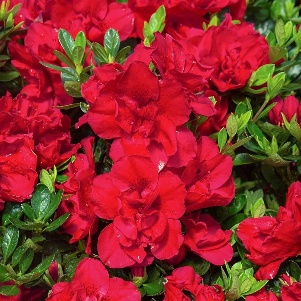 Red Azalea Flower Seeds for Vibrant Planting