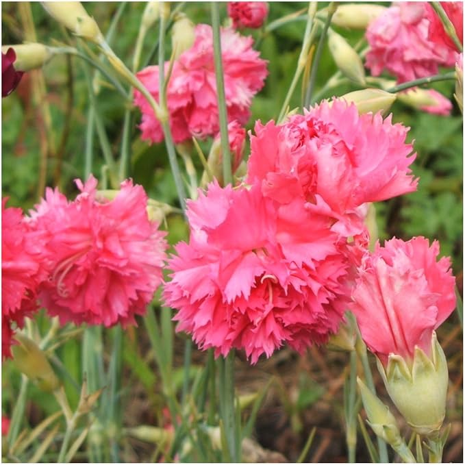 Carnation Rose Dianthus caryophyllus for planting in flower bed