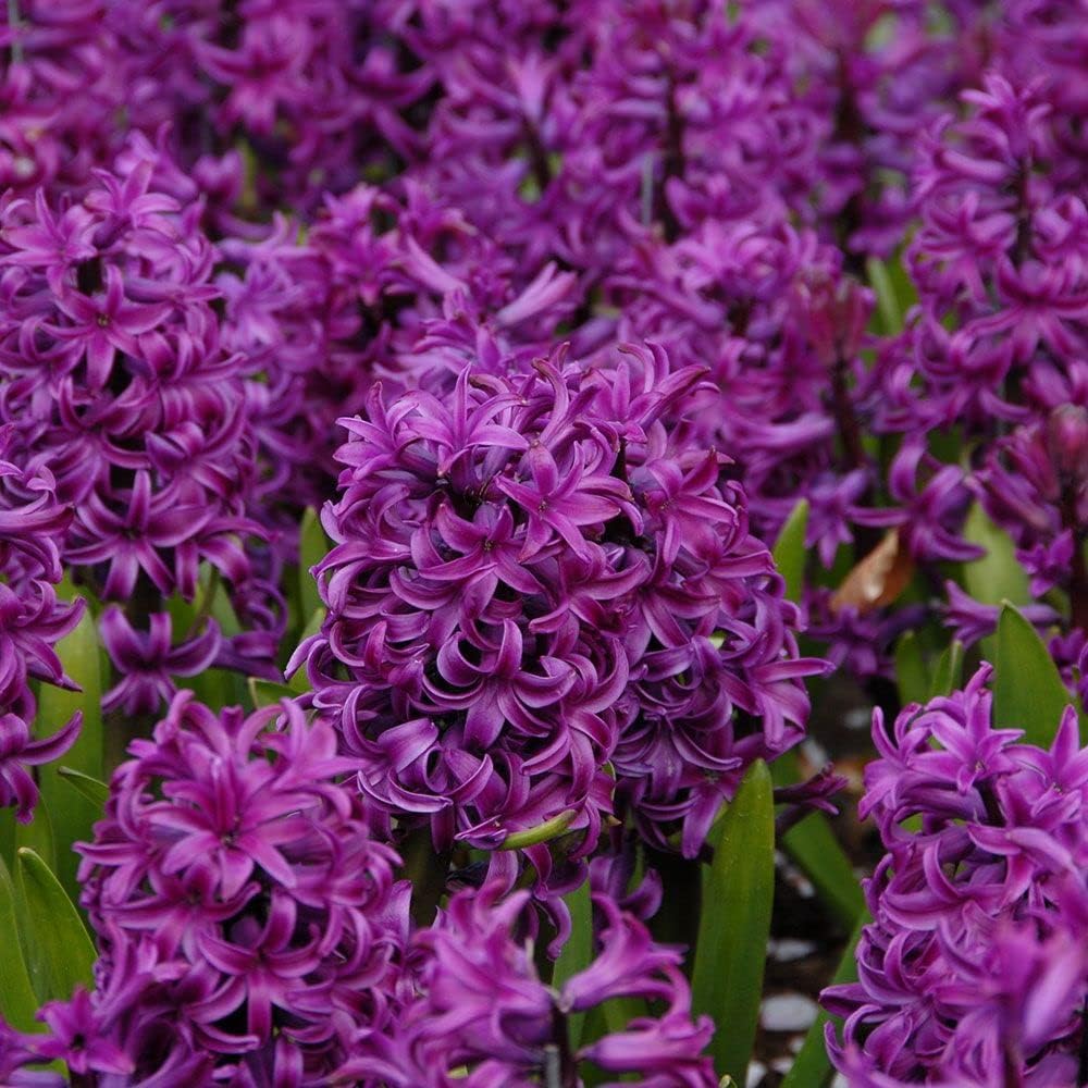 Hyacinth Purple Flower seeds for Planting - Compact Growth, Heirloom & GMO Free Seeds for Home Garden
 
 Sale seeds for planting in home garden