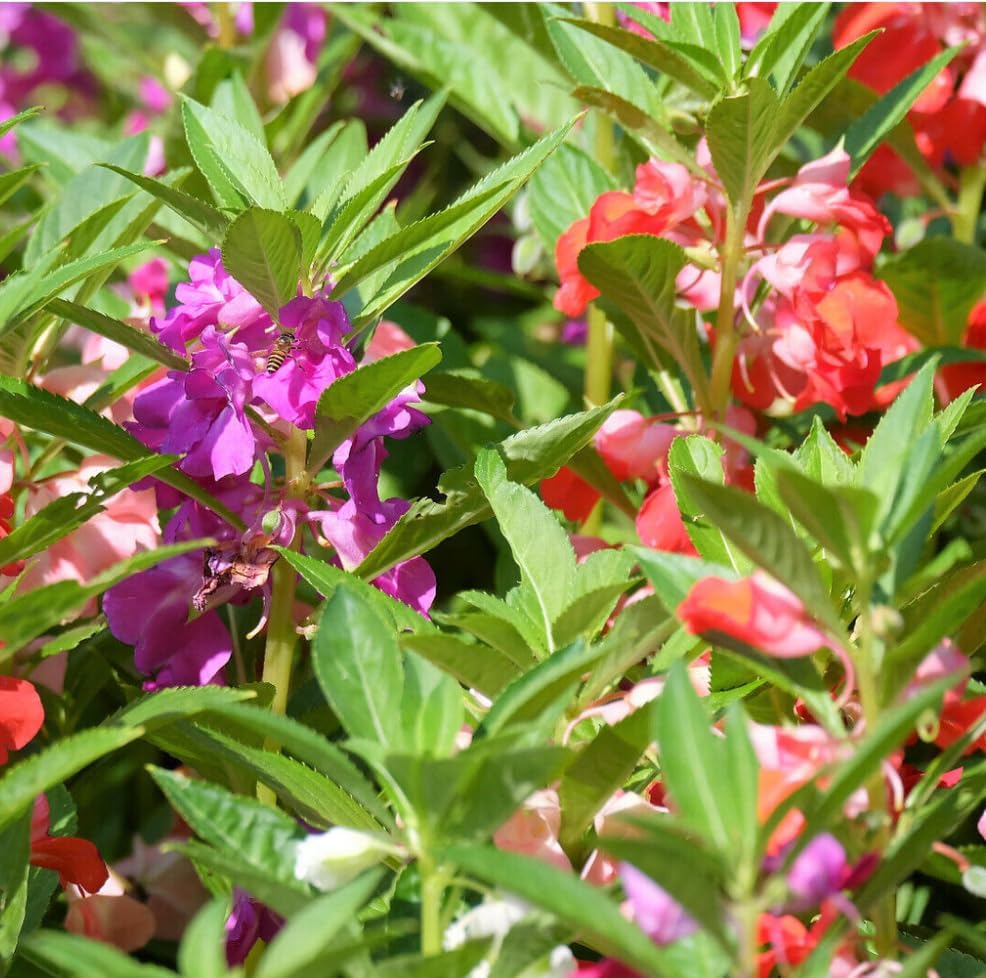 Mixed Impatiens Balsamina Flower Seeds For Easy Planting