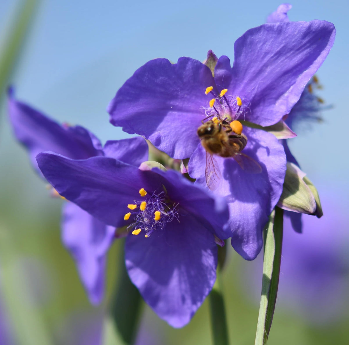 Tradescantia (Tradescantia Spiderwort) seeds for planting in home garden