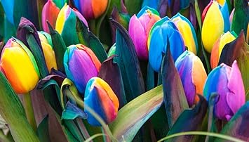 Tulips Flower seeds for Planting - Long Bloom Season, Heirloom & GMO Free Seeds for Home Garden
 
 Sale seeds for home garden