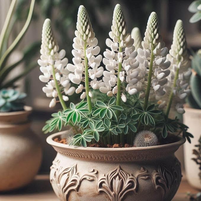 Heirloom White bonnet Flower seeds for Planting Bright Blooms Heirloom & GMO Free Seeds for Home Garden 
 
 Sale for planting in home garden