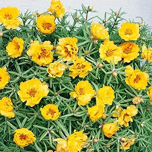Moss Rose Yellow seeds for vibrant blooms