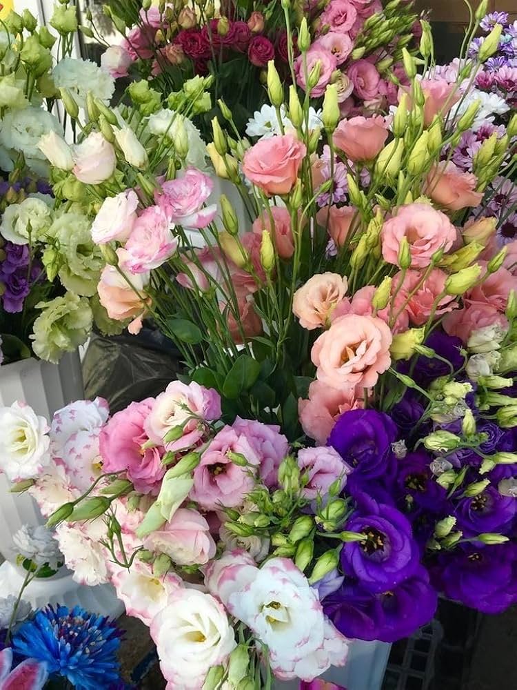 Lisianthus Seeds for planting in home garden