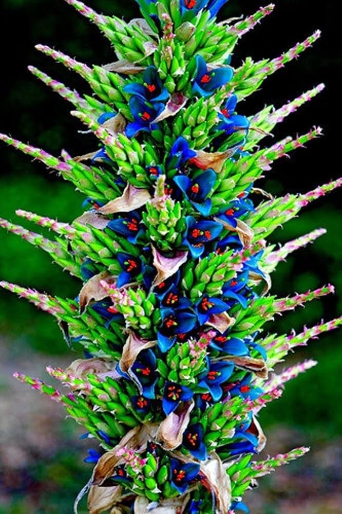 Violet Sapphire Tower Plant Seeds - Elegant And Exotic Flowering For Lush Garden Planting Flower