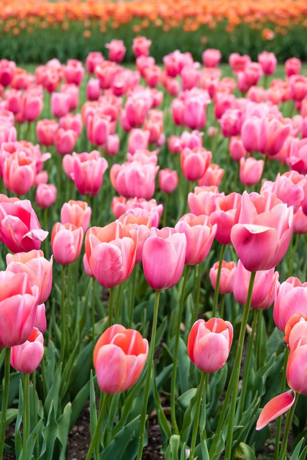 Tulip Flower seeds for Planting - Premium Quality, Heirloom & GMO Free Seeds for Home Garden
 
 Sale for planting in home garden.