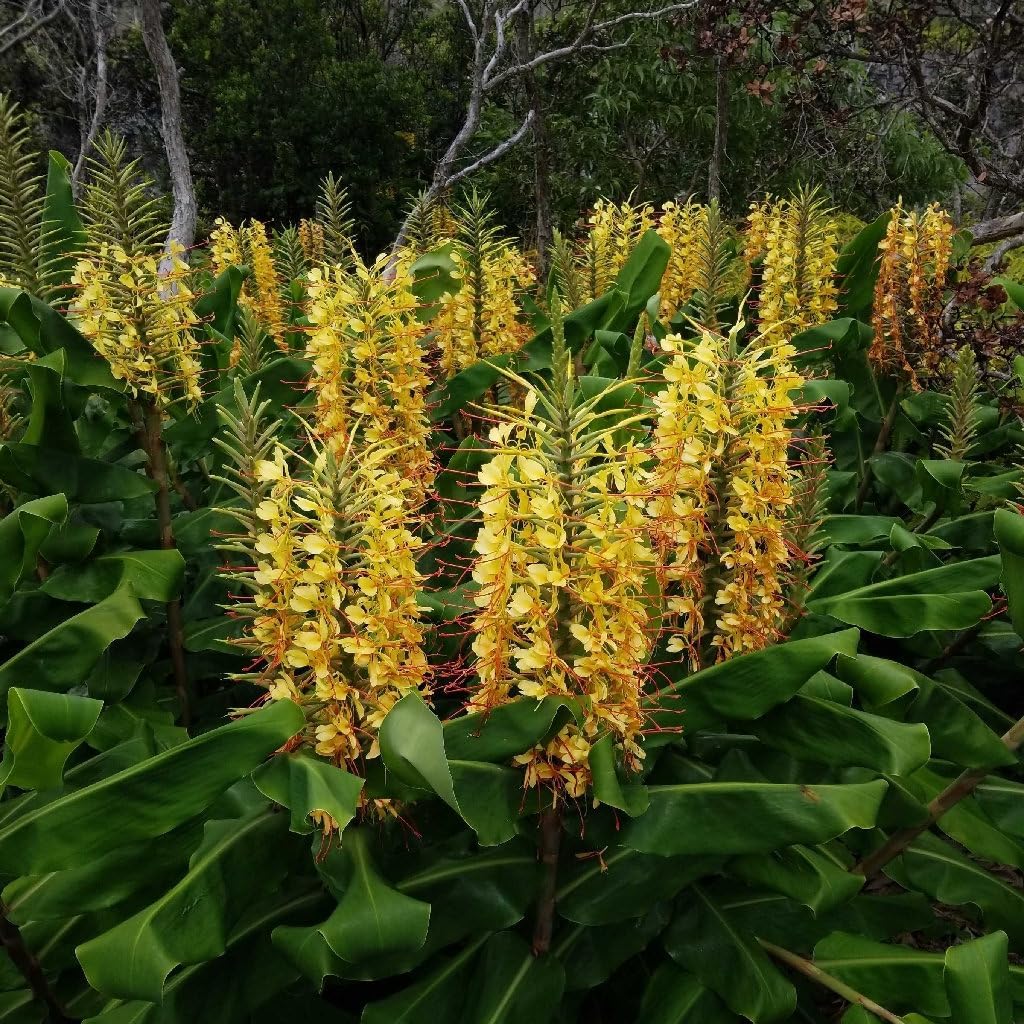Hedychium Gardnerianum Flower seeds for Planting Cottage Garden Essential Heirloom & GMO Free Seeds for Home Garden 
 
 Sale for planting in home garden
