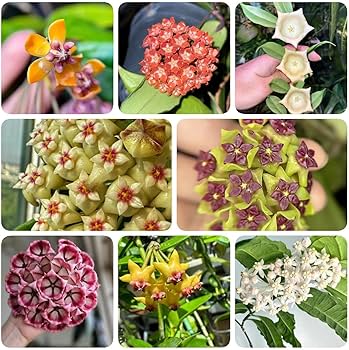 Hardy Wax Flower Seeds For Easy Planting