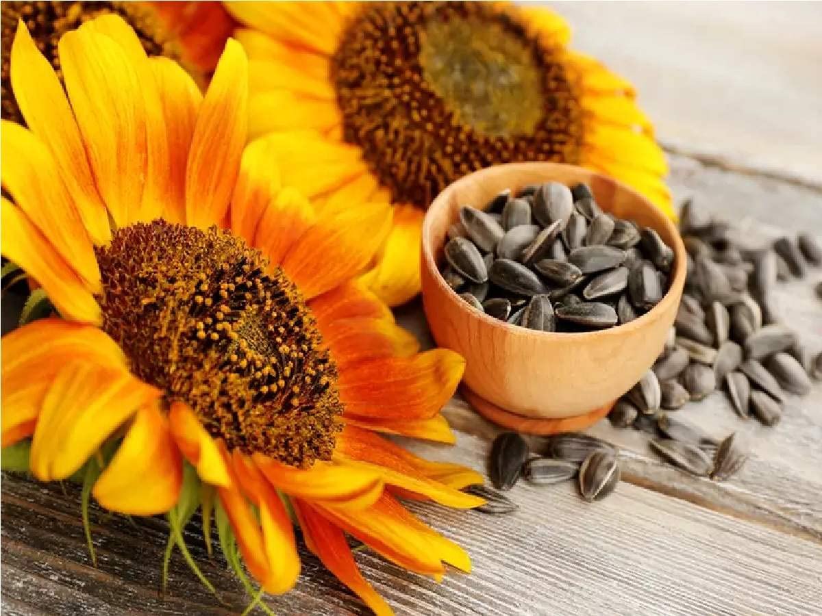 Sunflower Helianthus annuus for planting in garden