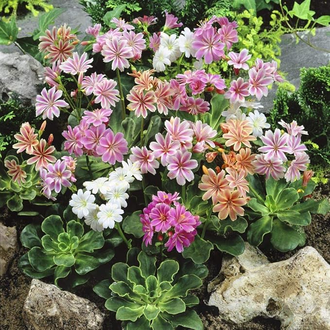 Strain Flower Cineraria spp. for planting in flower bed