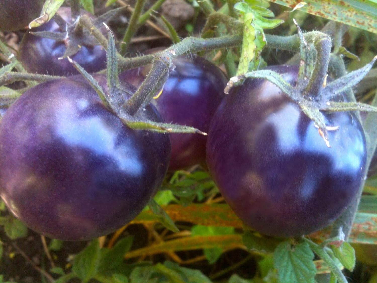 Blue Tomato Vegetable Seeds For Planting: Grow Unique And Flavorful Fruits