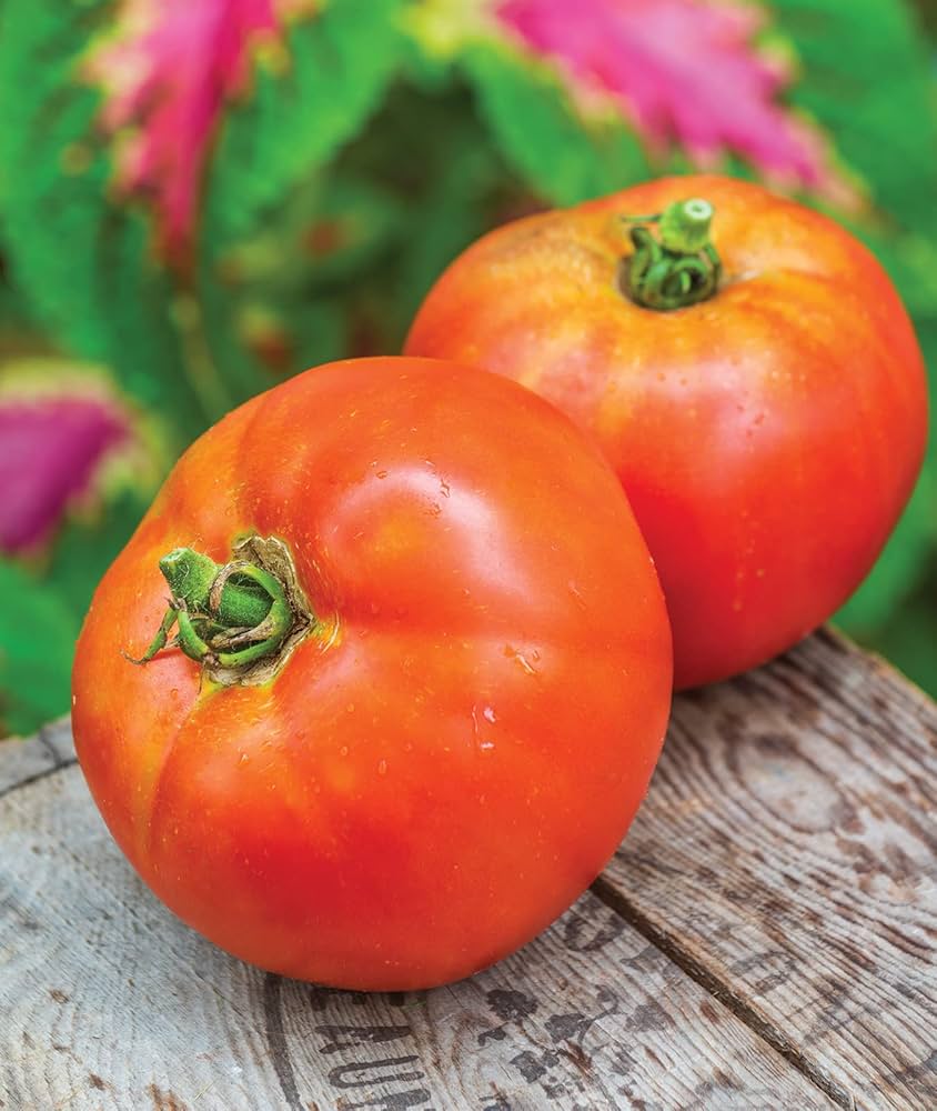 Better Boy Tomato for planting in vegetable patch