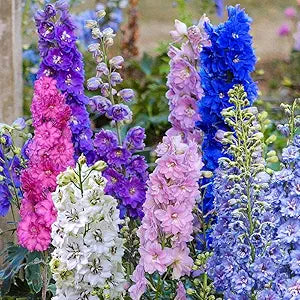 Delphinium Ajacis for planting in flower bed