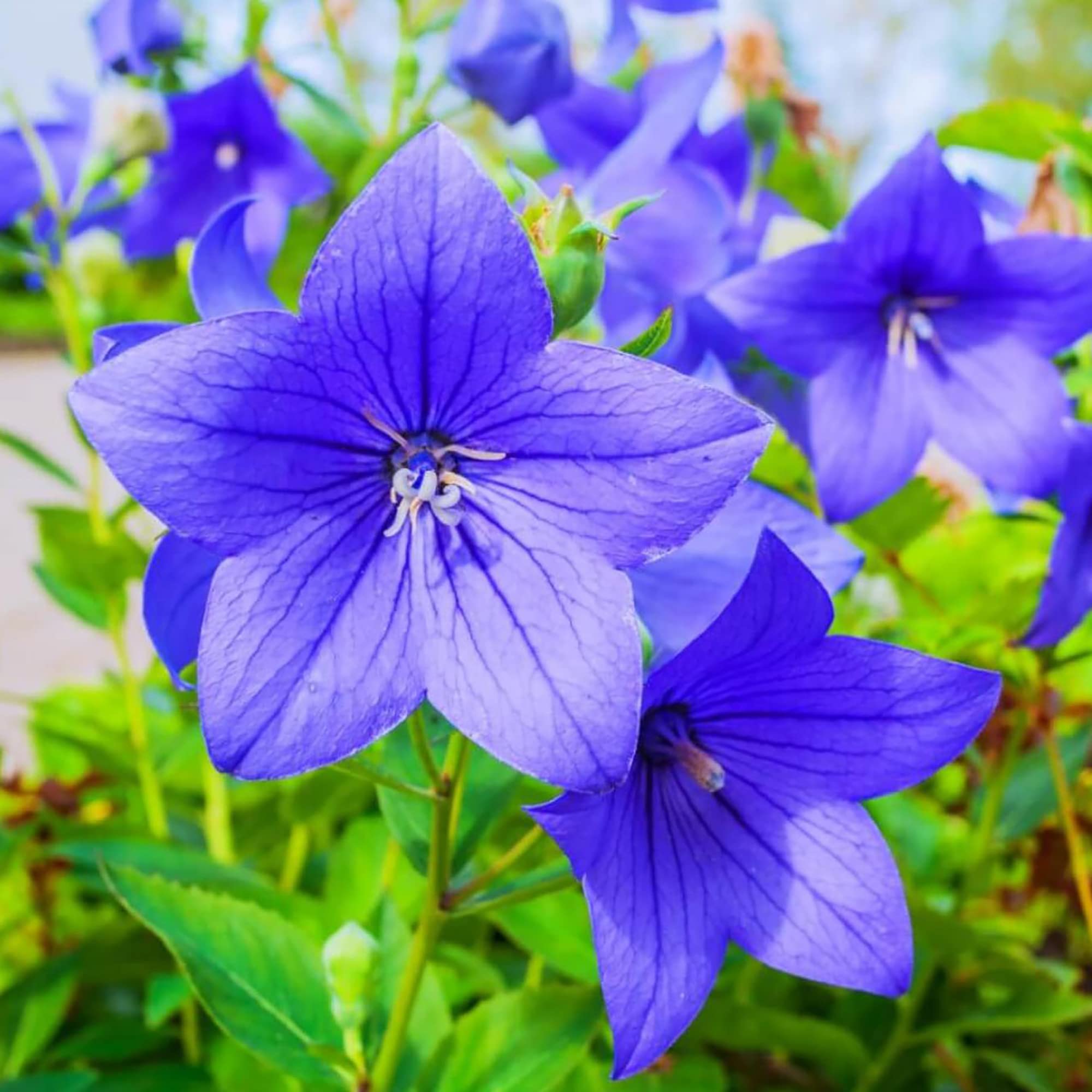 Grandiflorus Platycodon Rosa Balloon Flower Seeds