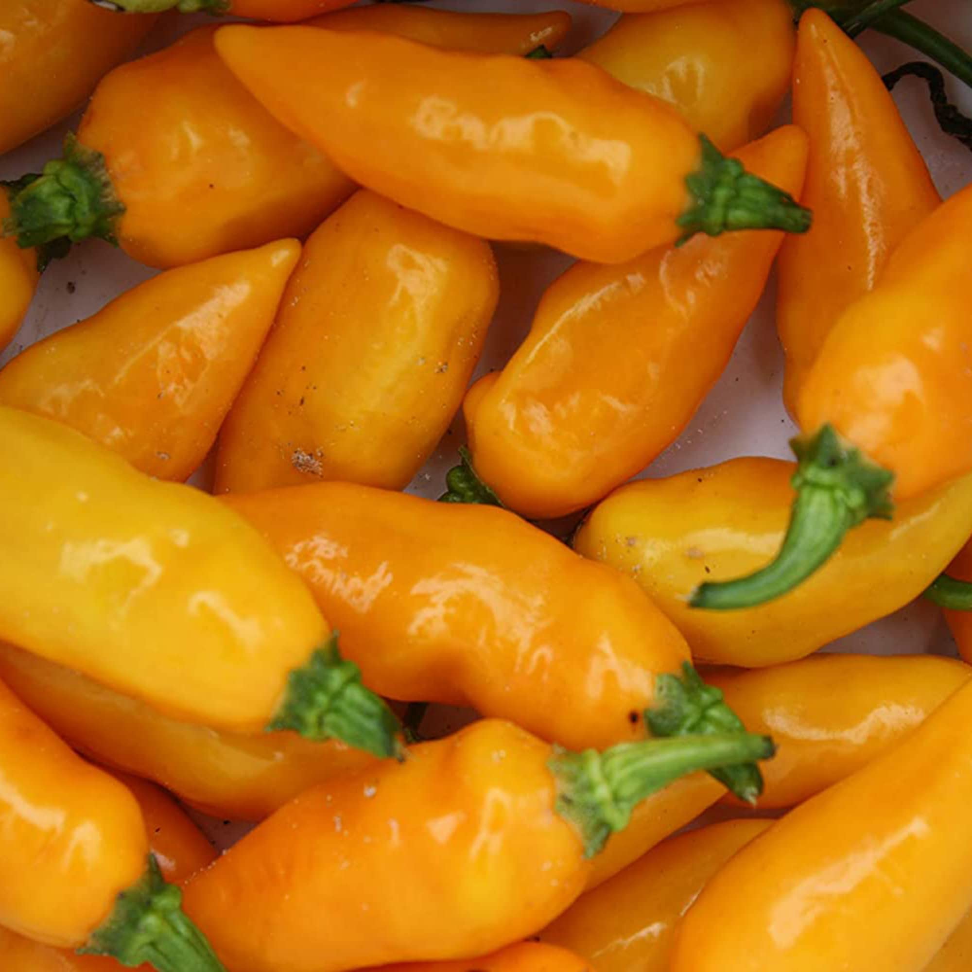 Datil Pepper Capsicum chinense for planting in vegetable patch