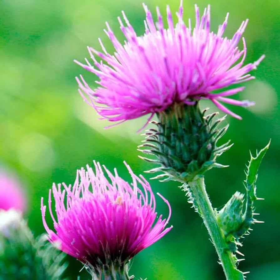Sow Thistle Herb Sonchus oleraceus Seeds for Planting in Herb Garden