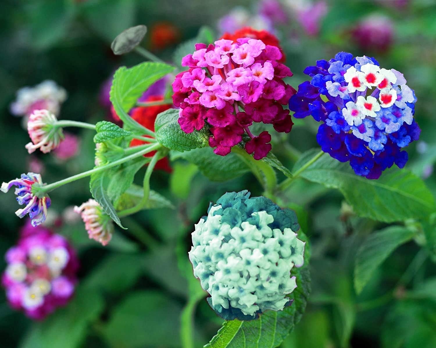 Lantana-Blumensamen mischen lantana flower seeds