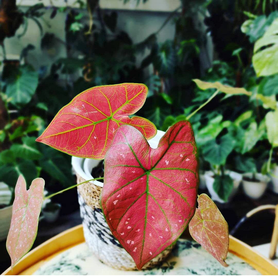 Thailand Caladium Flower Planting - Seed For Vibrant Red Blooms To Enhance Your Garden Plant Seeds