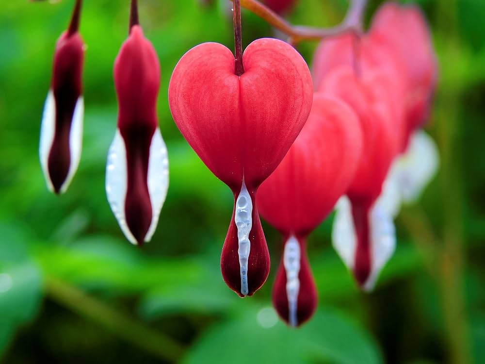 Bleeding Heart or Dicentra spectabilis Flower seeds for Planting - Perfect for Borders, Heirloom & GMO Free Seeds for Home Garden
 
 Sale seeds for planting in home garden