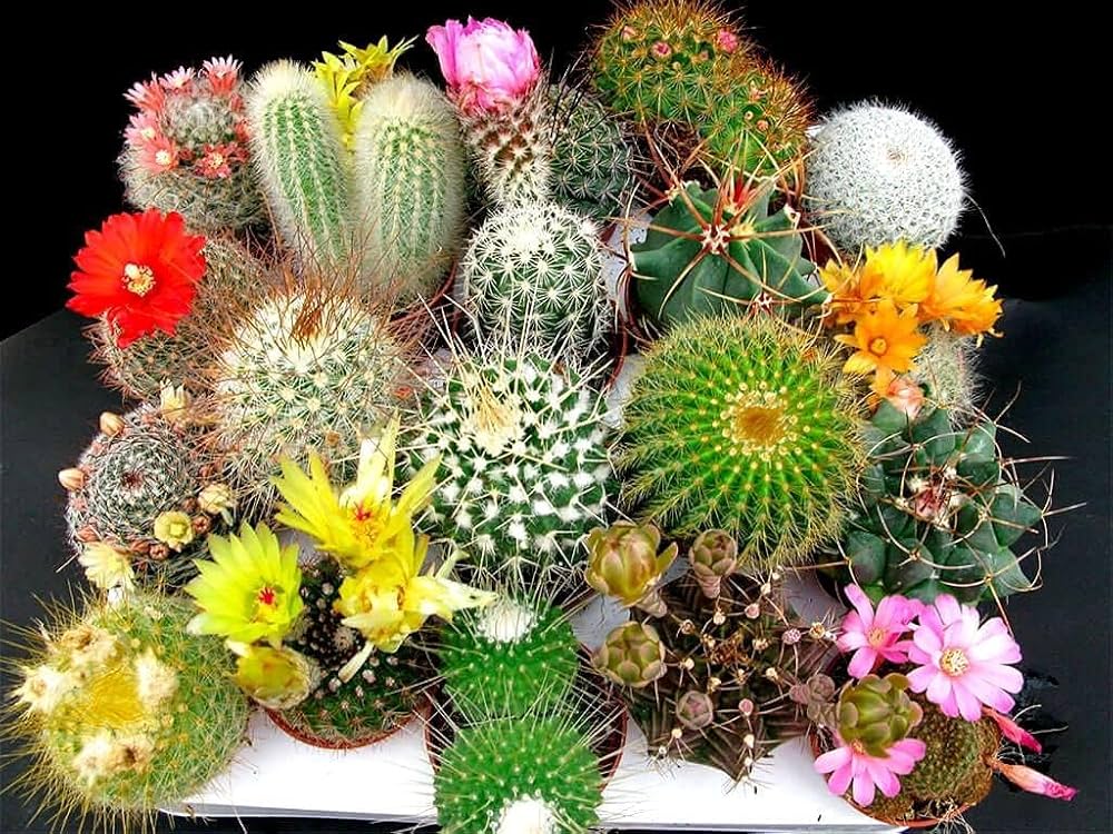 Flowering Cactus Cactaceae Seeds for planting in rock garden