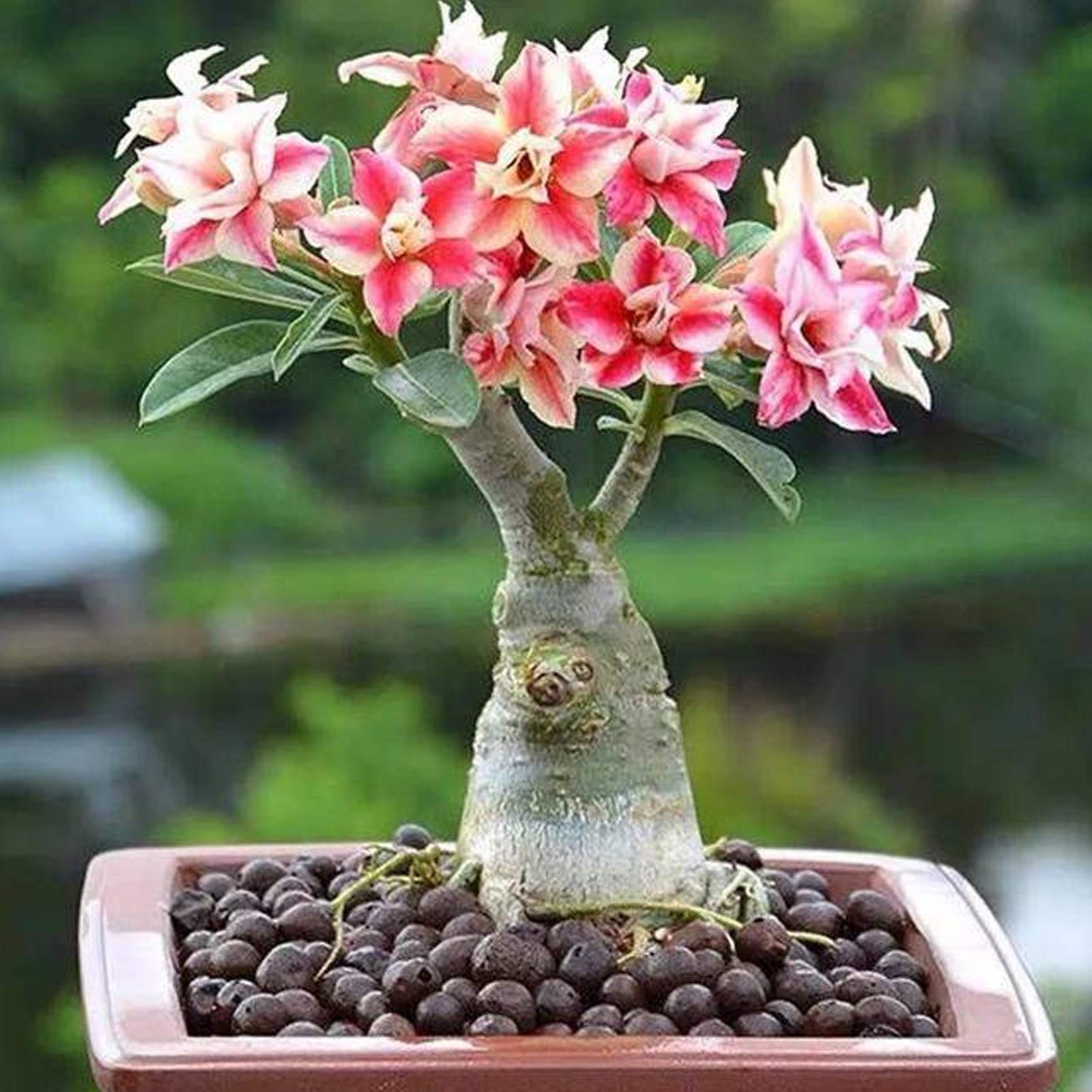 Light Pink Adenium Obesum Flower Seeds For Easy Planting