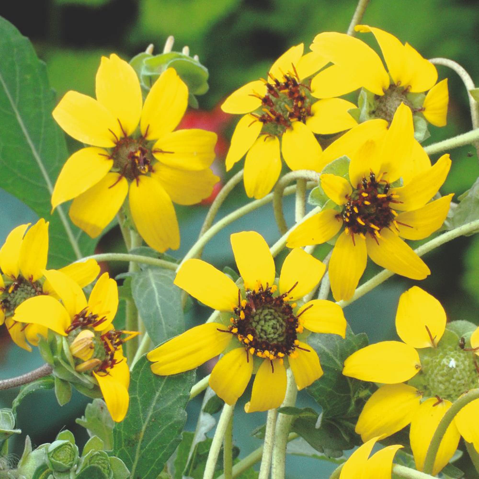 Chocolate Daisy Berlandiera lyrata for wildflower border planting