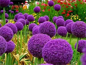 Giant Allium Giganteum for planting in home garden