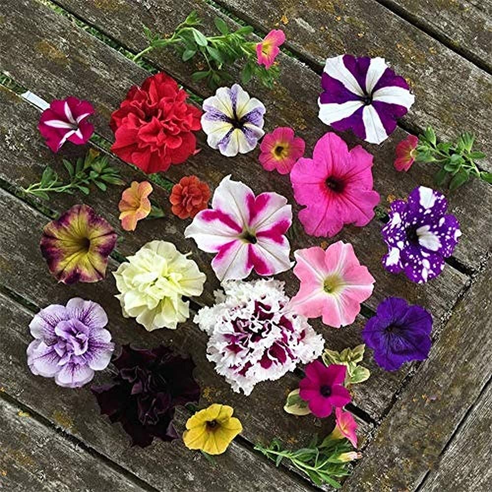 Pellettato Candypops Vena Mix Petunia Semi Giardino Seeds