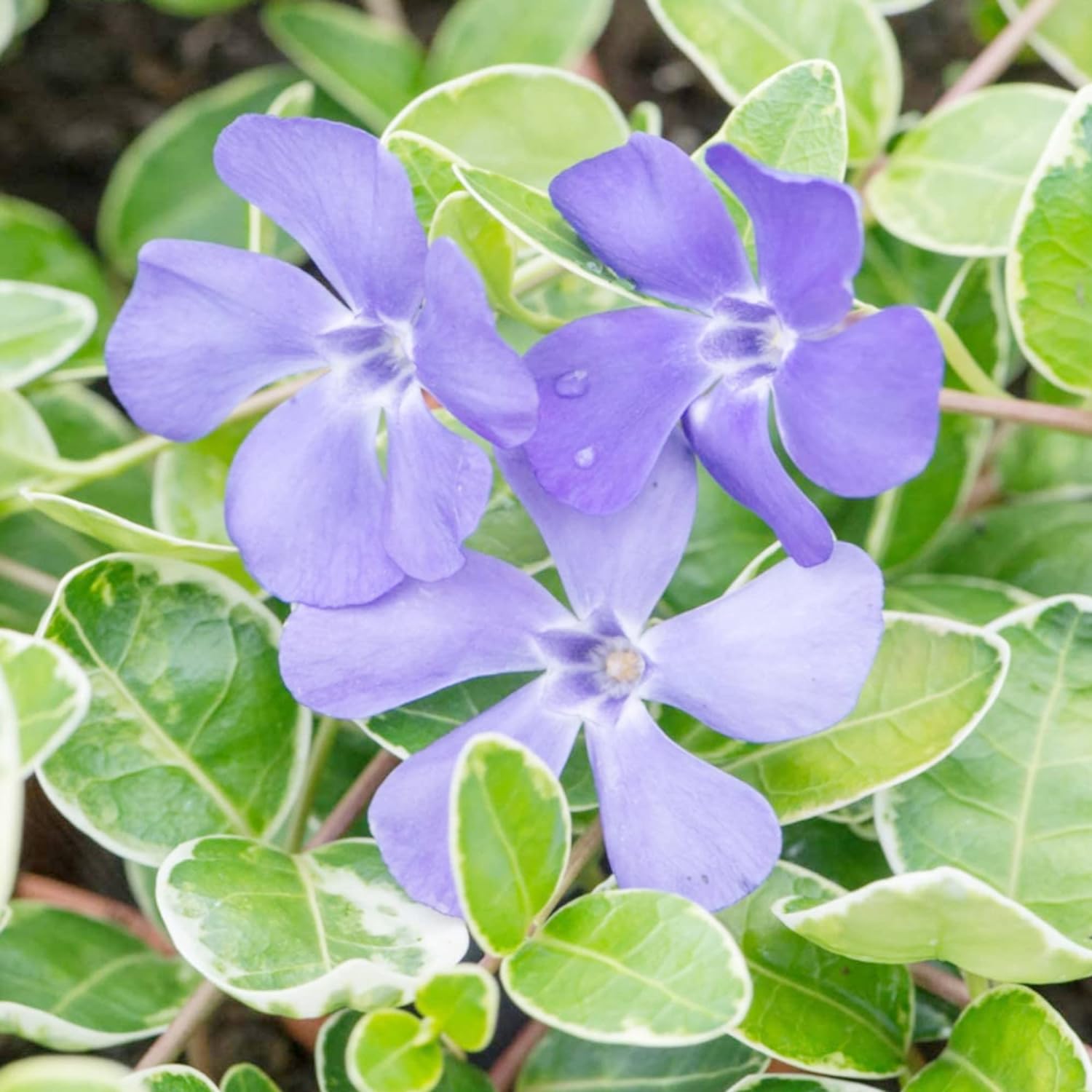 Periwinkle Seeds Low-Growing Evergreen Perennial Ground Covers Drought Tolerant Attracts