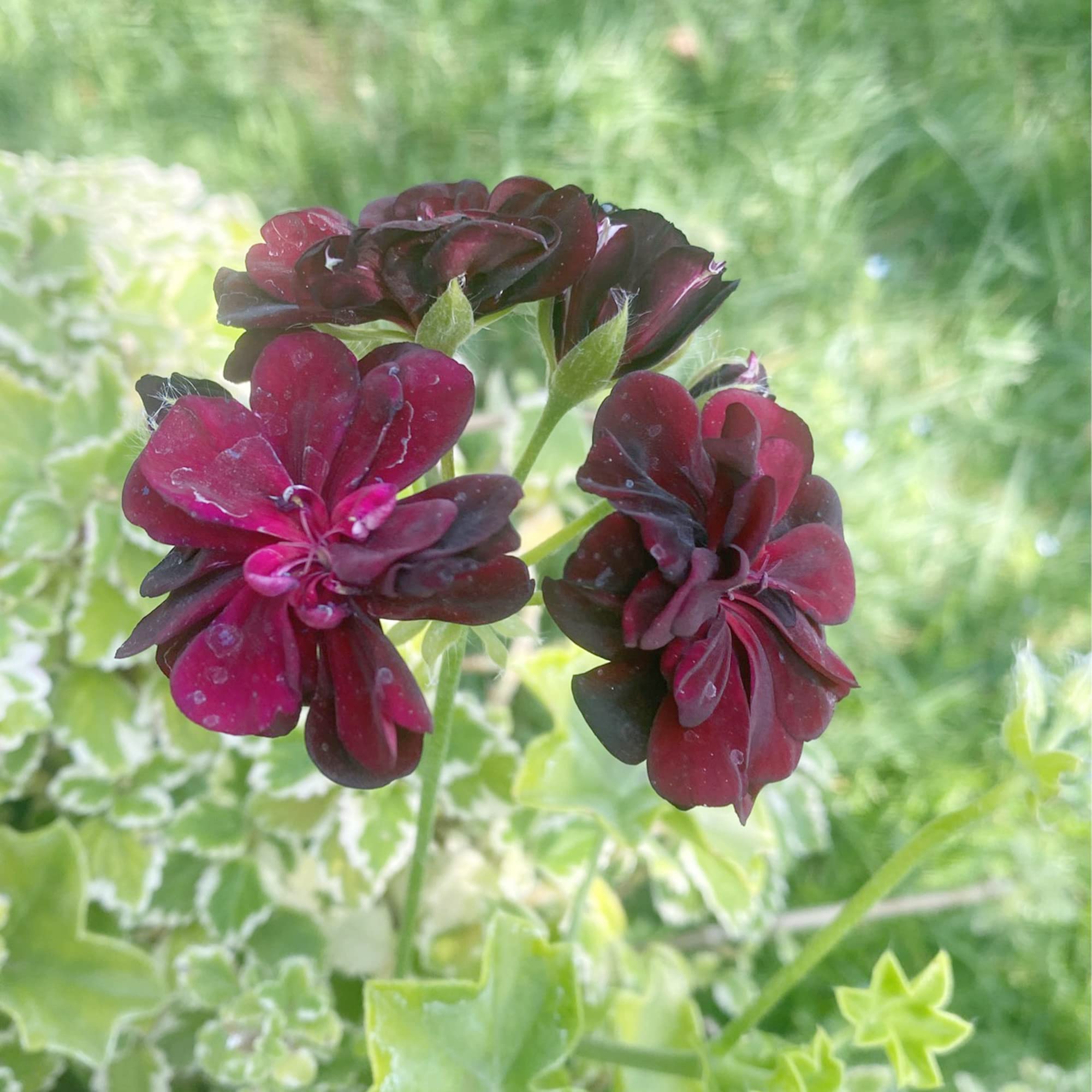 Burgundy Univalve Geranium Seeds For Rich Planting Plant Seeds