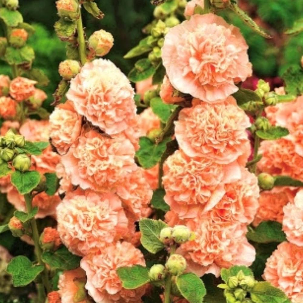 Orange Hollyhock Alcea rosea for planting in flower bed
