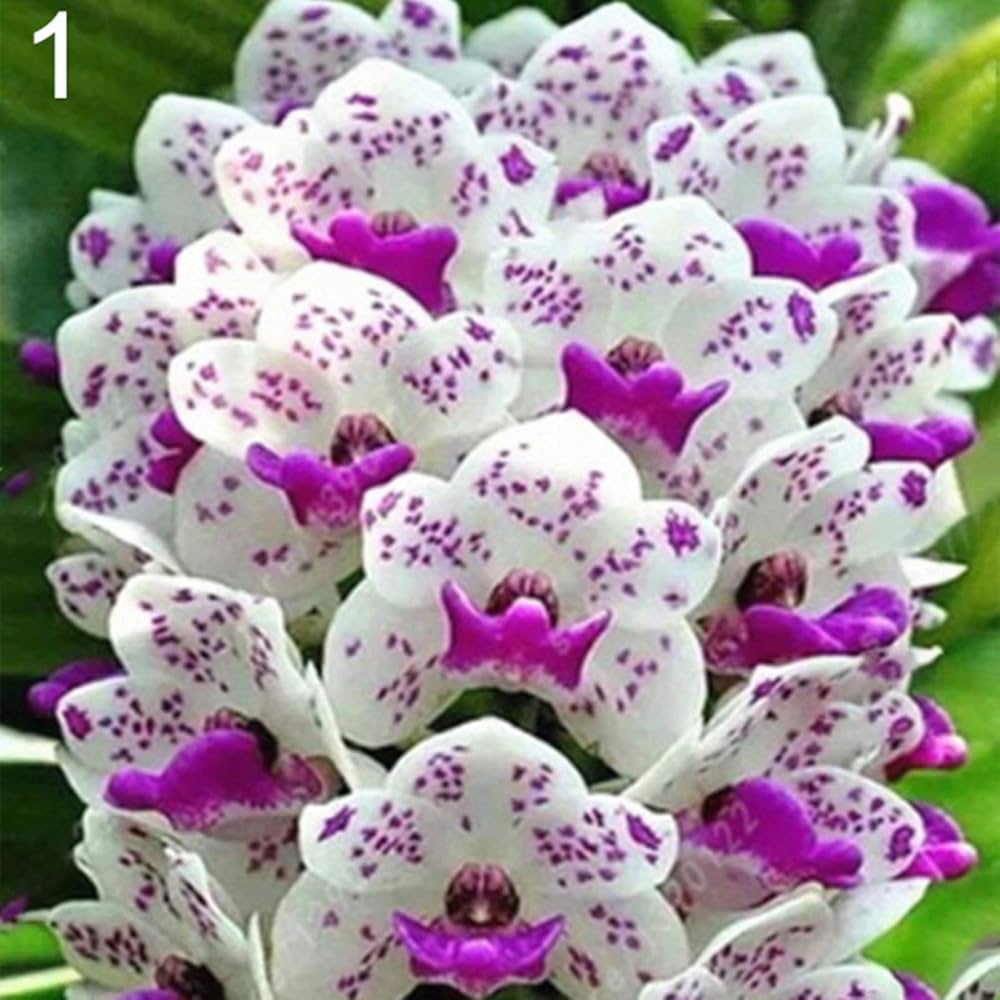 White Violet Cymbidium Flower seeds for Planting - Vibrant Colors, Heirloom & GMO Free Seeds for Home Garden
 
 Sale seeds for planting in home garden