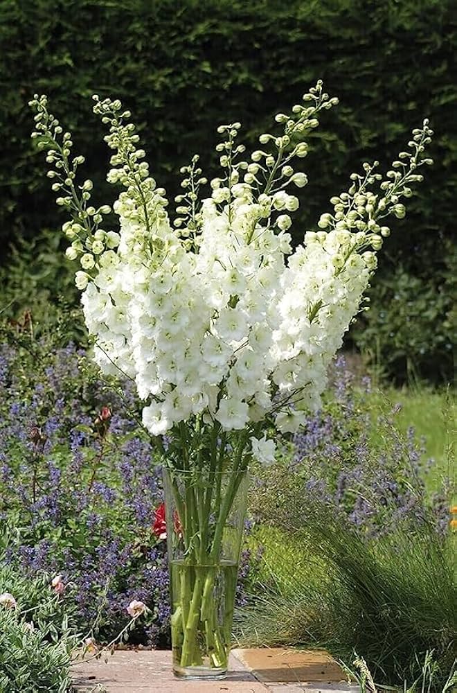 Delphinium Delphinium spp. Seeds for planting in flower bed