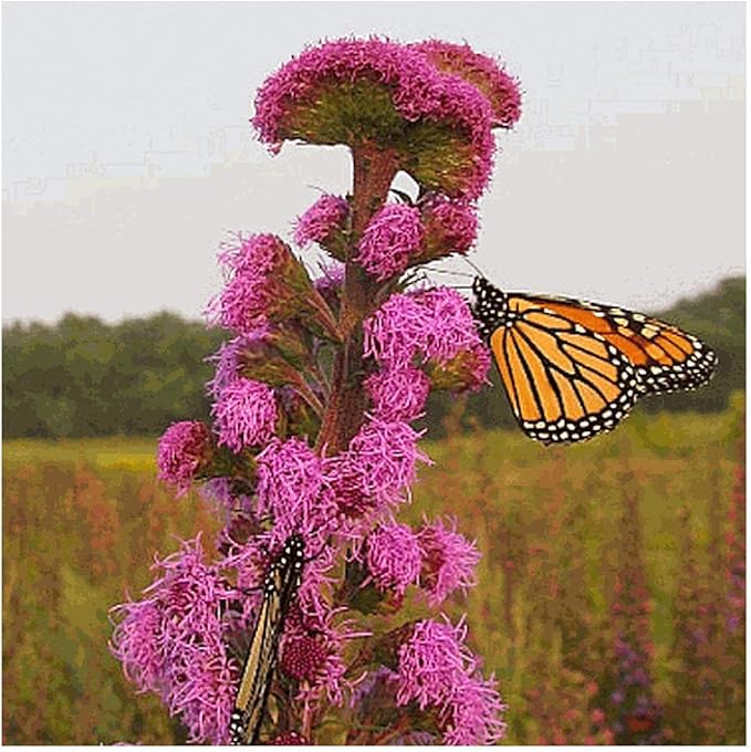Blazing Star Native Wildflower Liatris spicata for planting in wildflower garden
