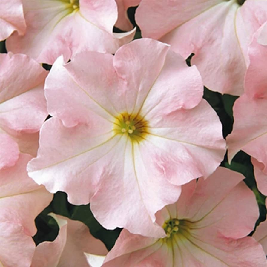 Pelleted Appleblossom Dreams Petunia Seeds