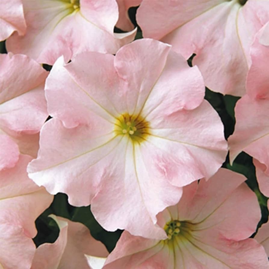 Elegant Light Pink Petunia Flower Seeds - Perfect For Romantic Garden Planting