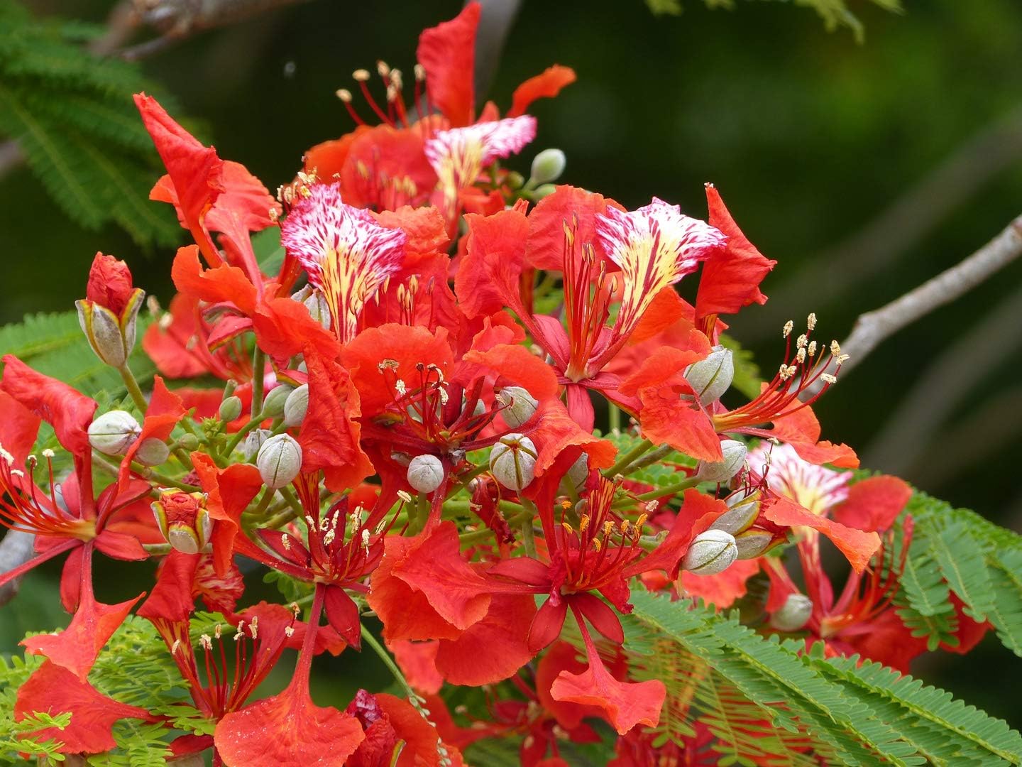 Delonix Regia B6 Royal Poinciana Flamboyant Flame Tree Gulmohar Best Selling