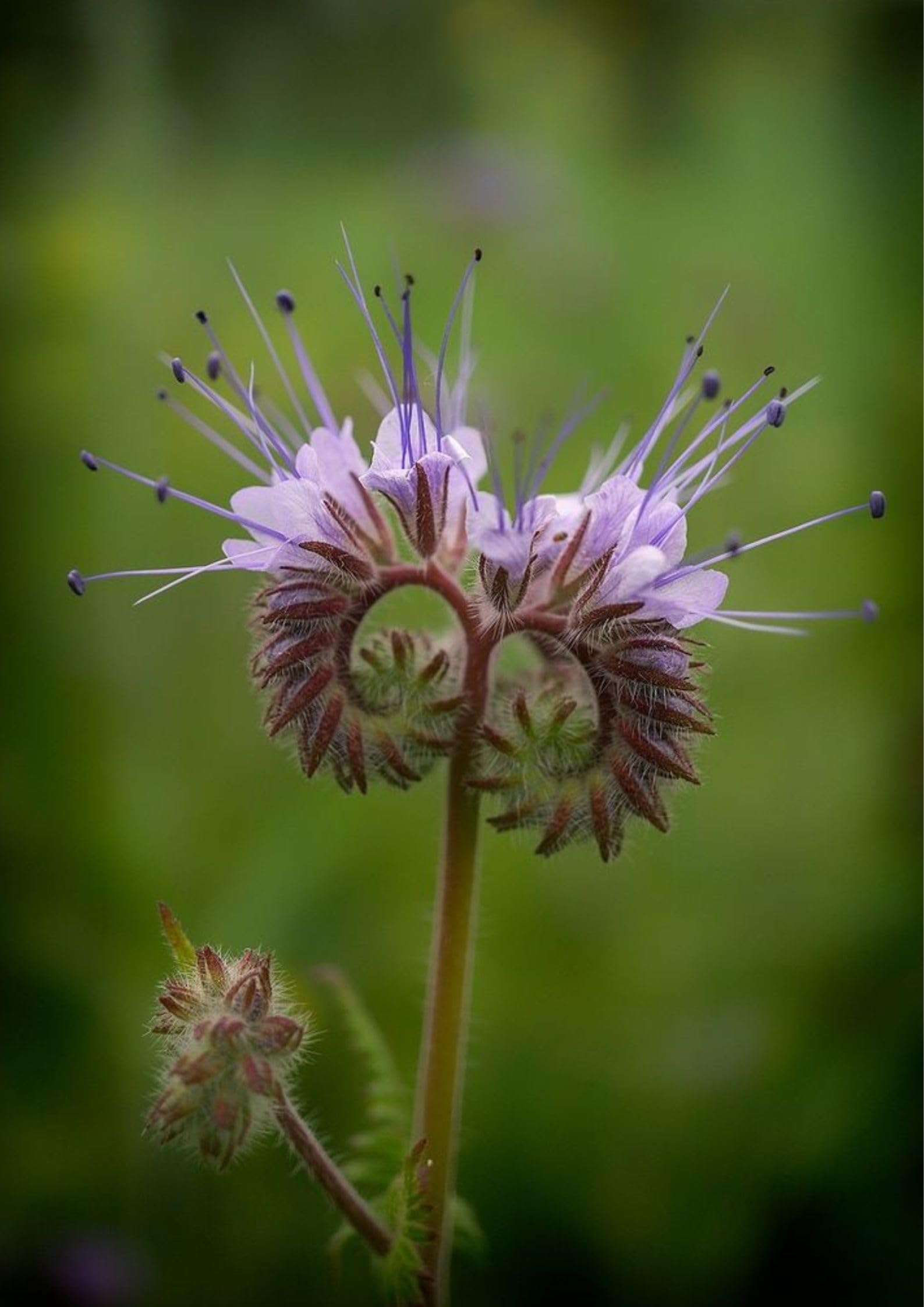 Phacelia Phacelia tanacetifolia for planting in pollinator garden