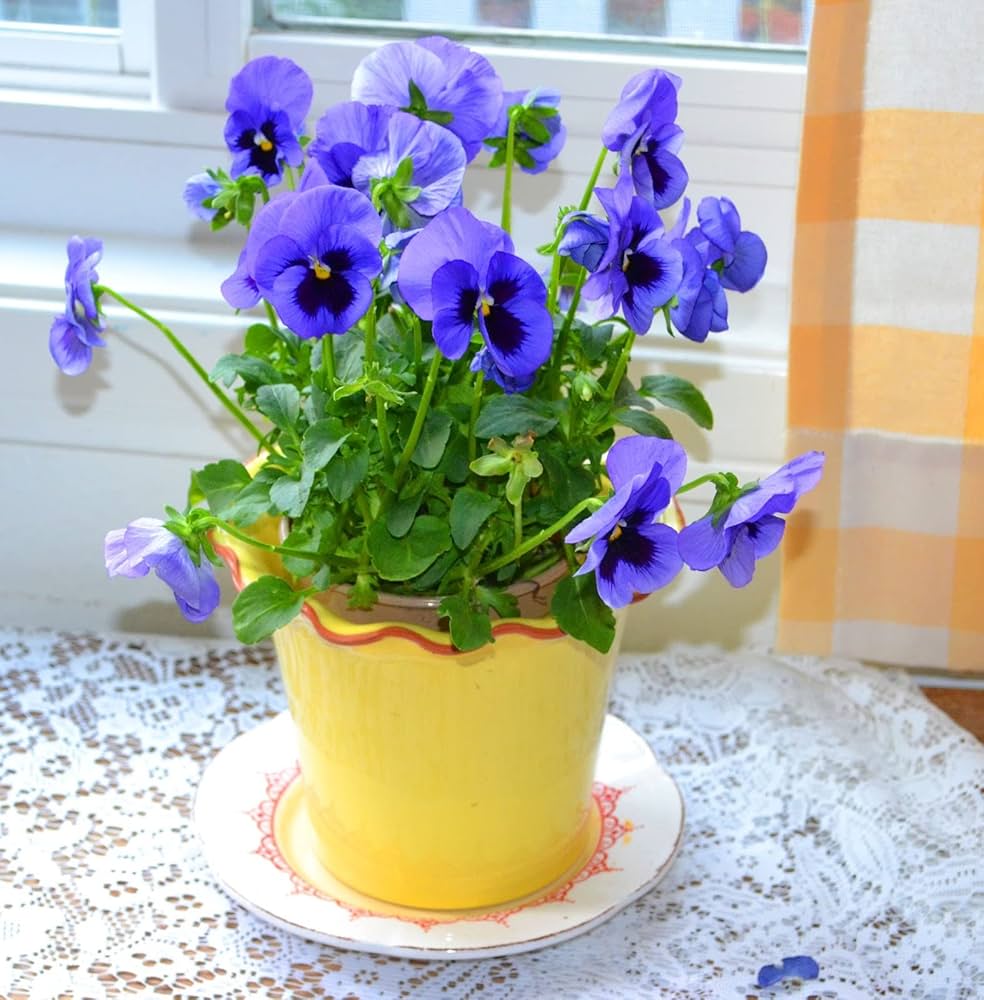 Pansy Viola tricolor flower seeds for planting