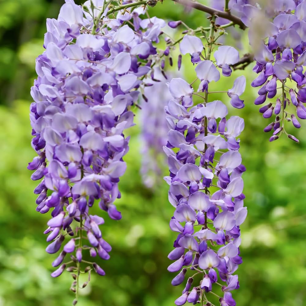 Wisteria Flower Seeds Planting Purple