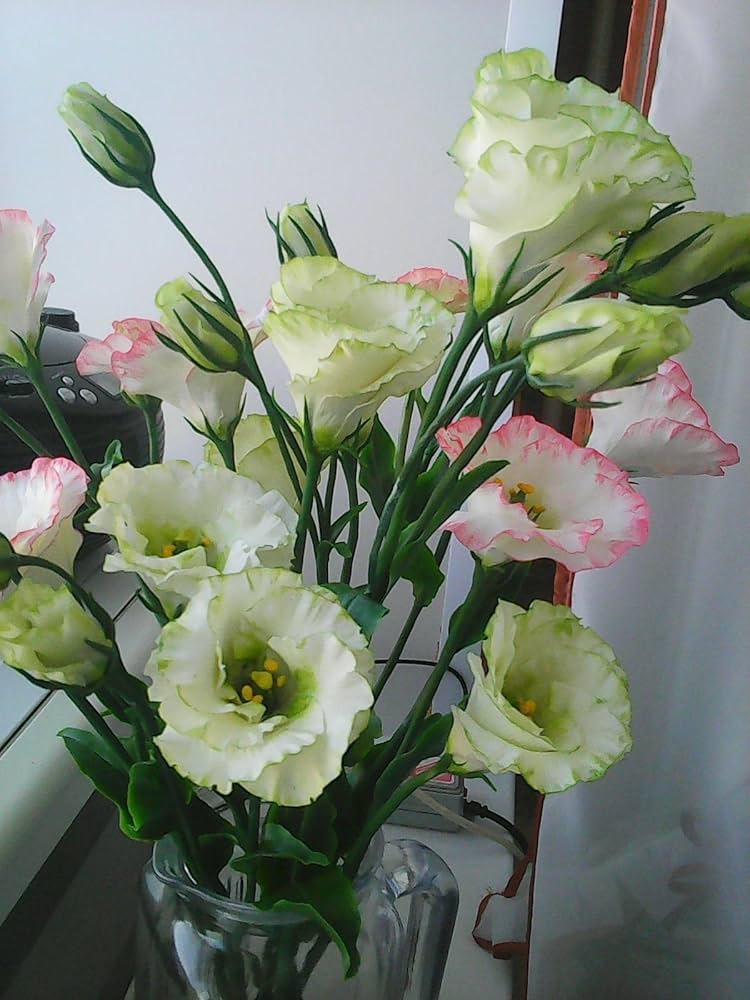 Yellow Lisianthus Flower seeds for Planting - Cottage Garden Essential, Heirloom & GMO Free Seeds for Home Garden
 
 Sale for planting in home garden.