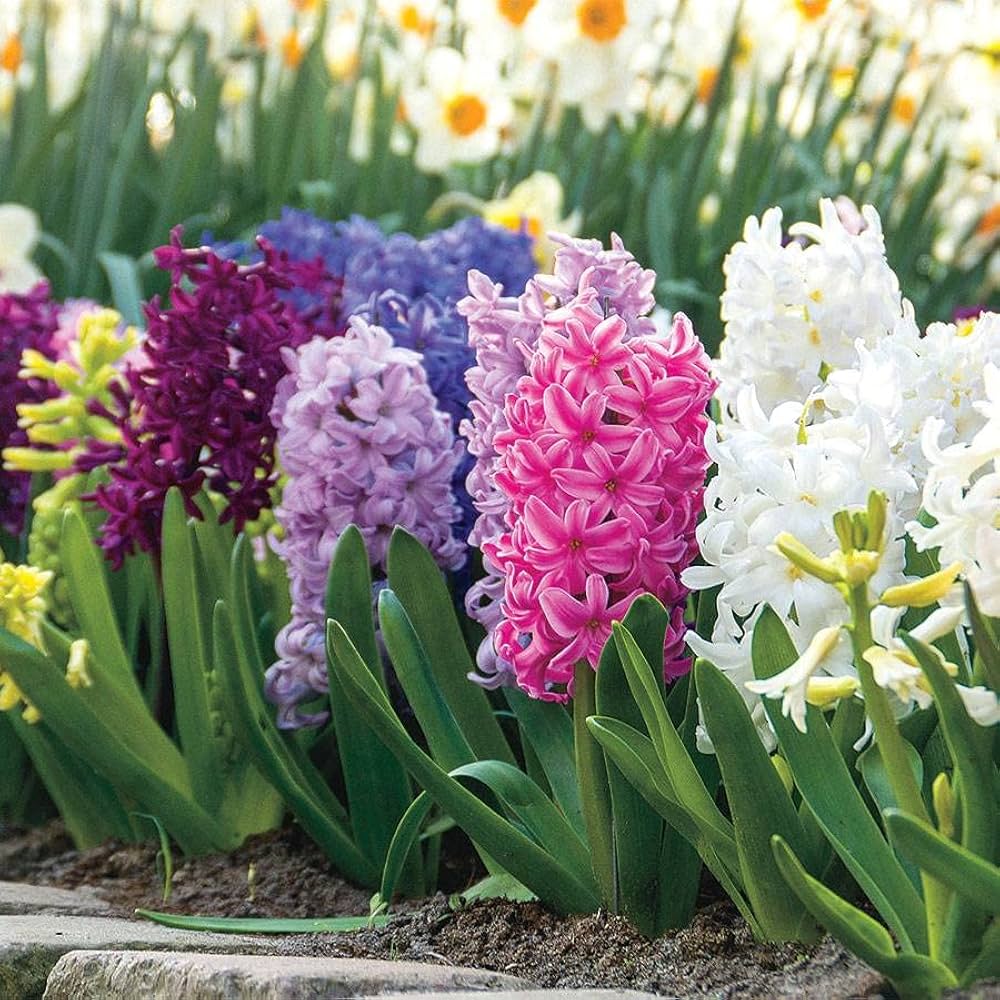 Mixed Hyacinth Hyacinthus orientalis for planting in flower bed