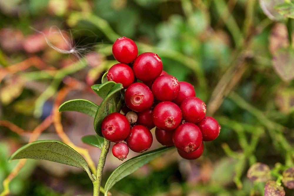 Cranberry Vaccinium macrocarpon for planting in edible garden